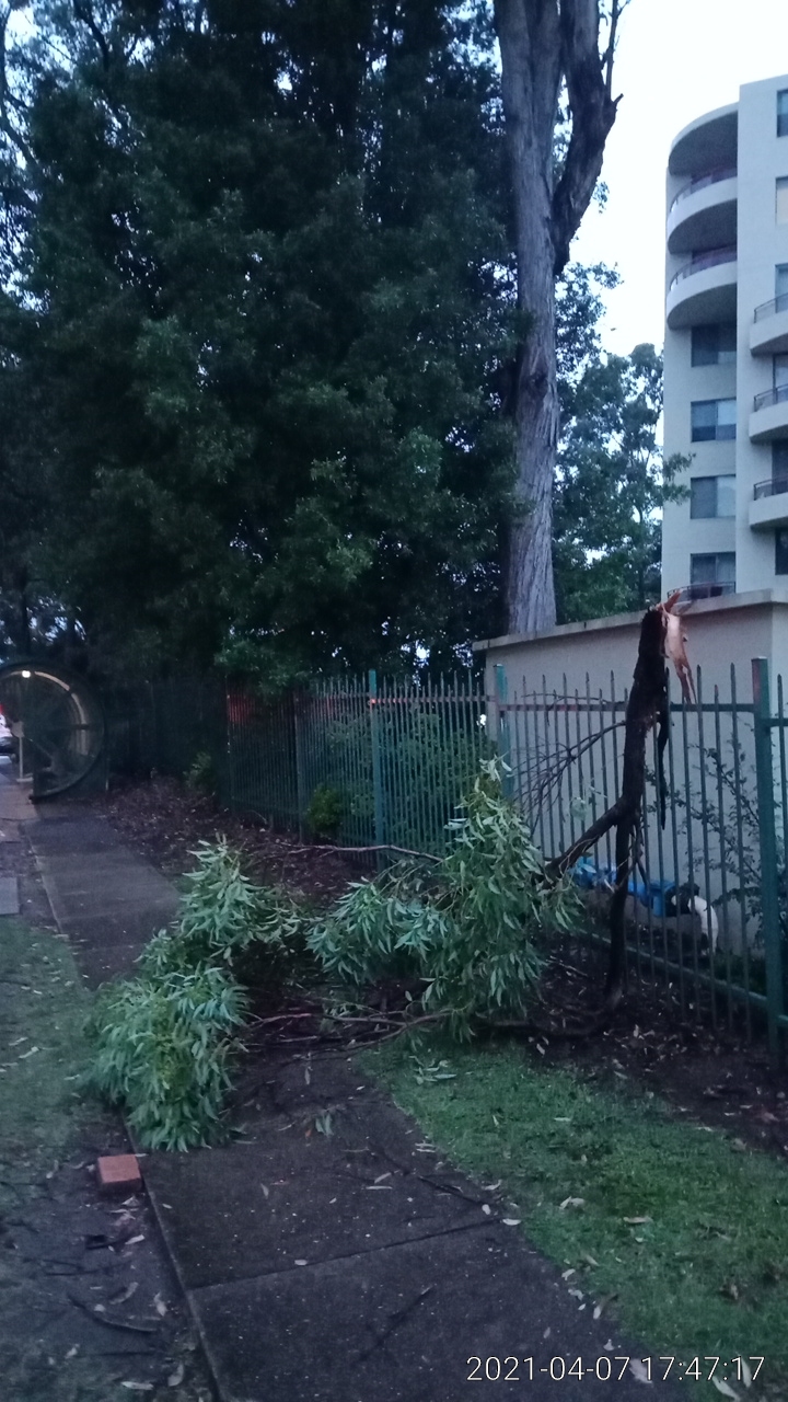 SP52948-broken-tree-blocking-pathway-near-bus-stop-on-Fontenoy-Road-photo-4-7Apr2021.jpg