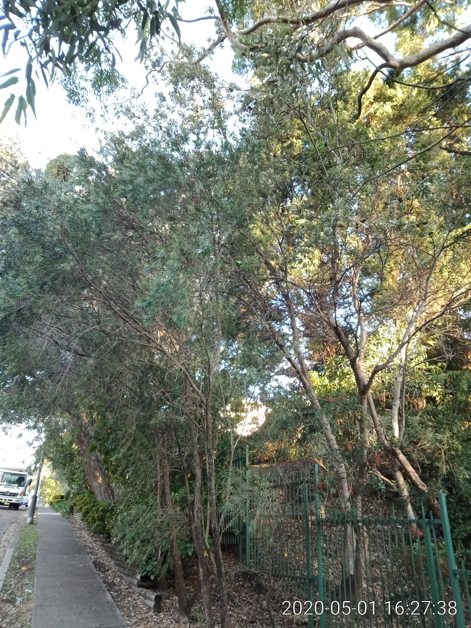 SP52948-danger-of-unpruned-trees-towards-Fontenoy-Road-photo-1-1May2020.jpg