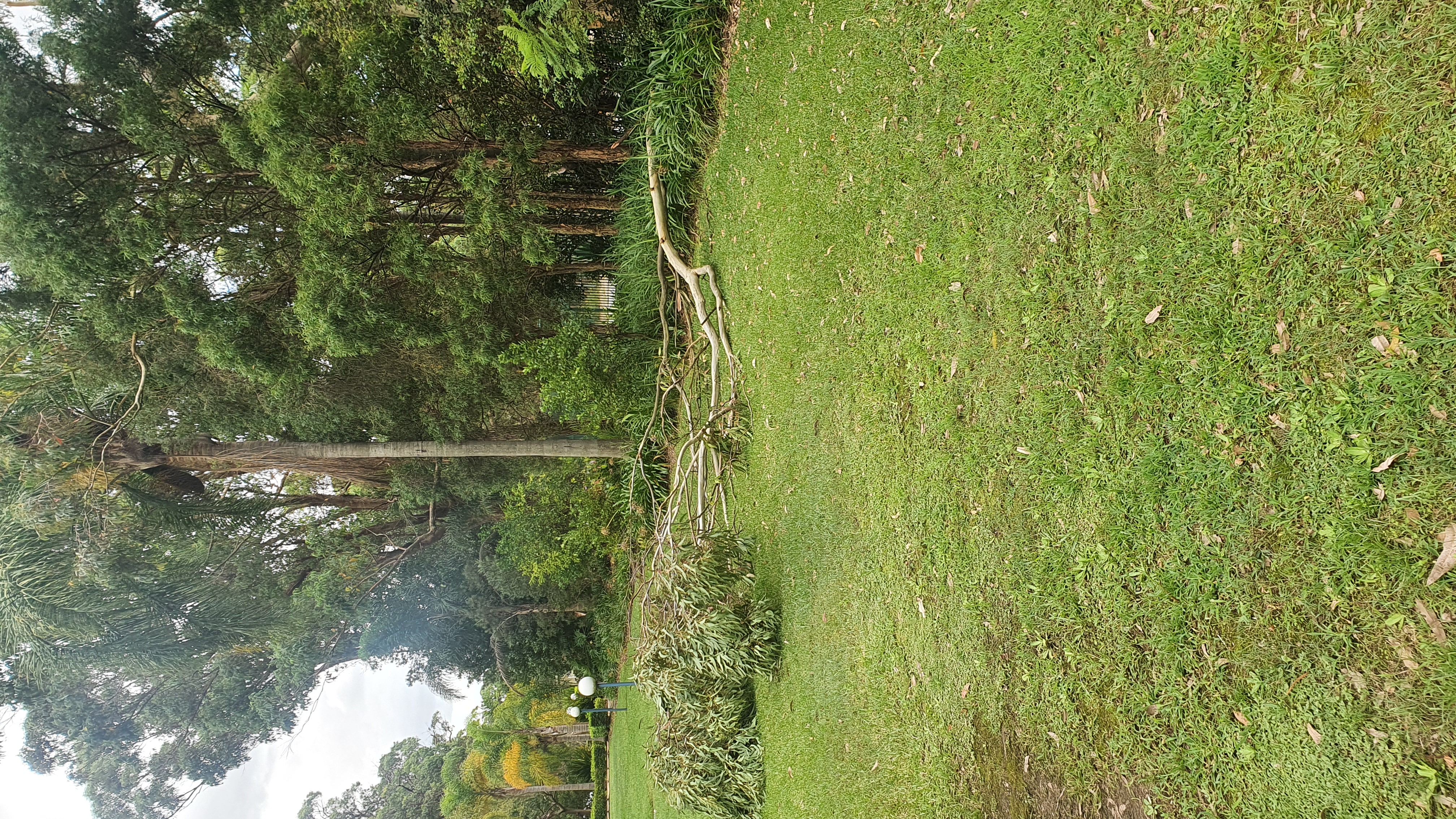 SP52948-fallen-large-tree-near-bus-stop-behind-Block-C-photo-1-21Mar2022.jpg