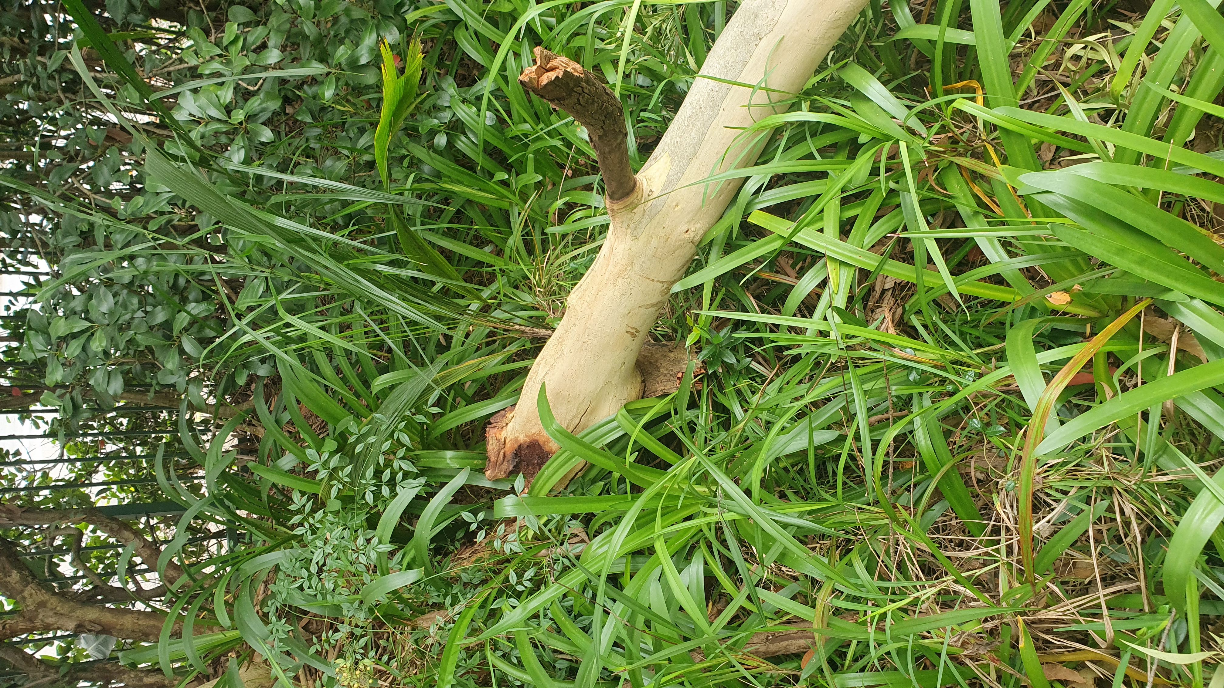 SP52948-fallen-large-tree-near-bus-stop-behind-Block-C-photo-12-21Mar2022.jpg