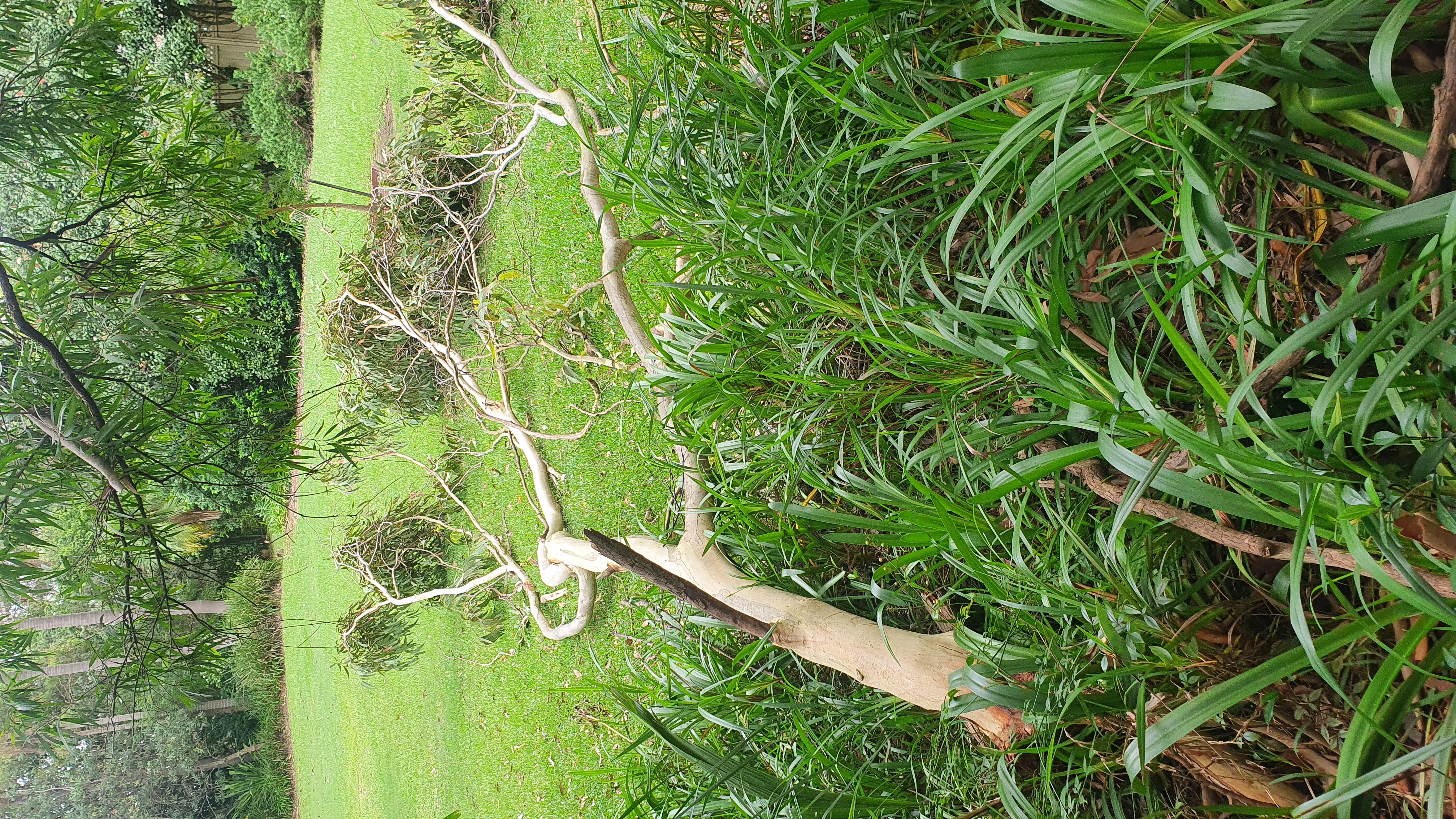 SP52948-fallen-large-tree-near-bus-stop-behind-Block-C-photo-13-21Mar2022.jpg