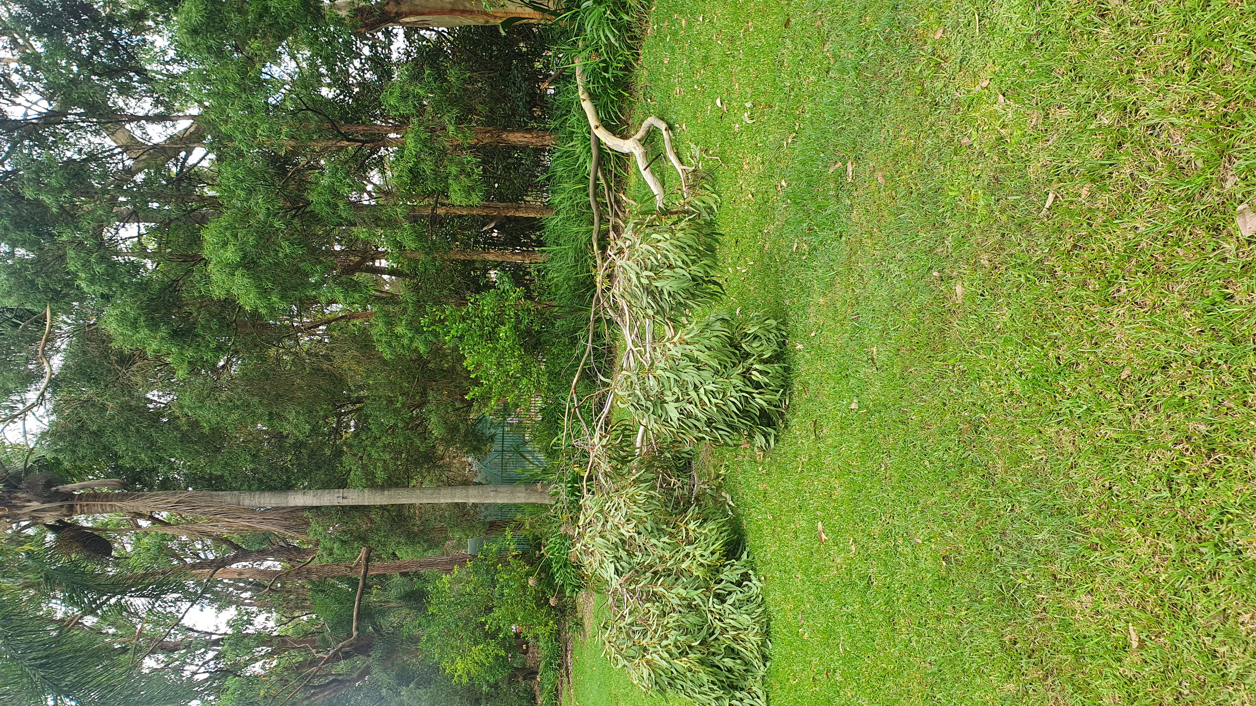 SP52948-fallen-large-tree-near-bus-stop-behind-Block-C-photo-4-21Mar2022.jpg