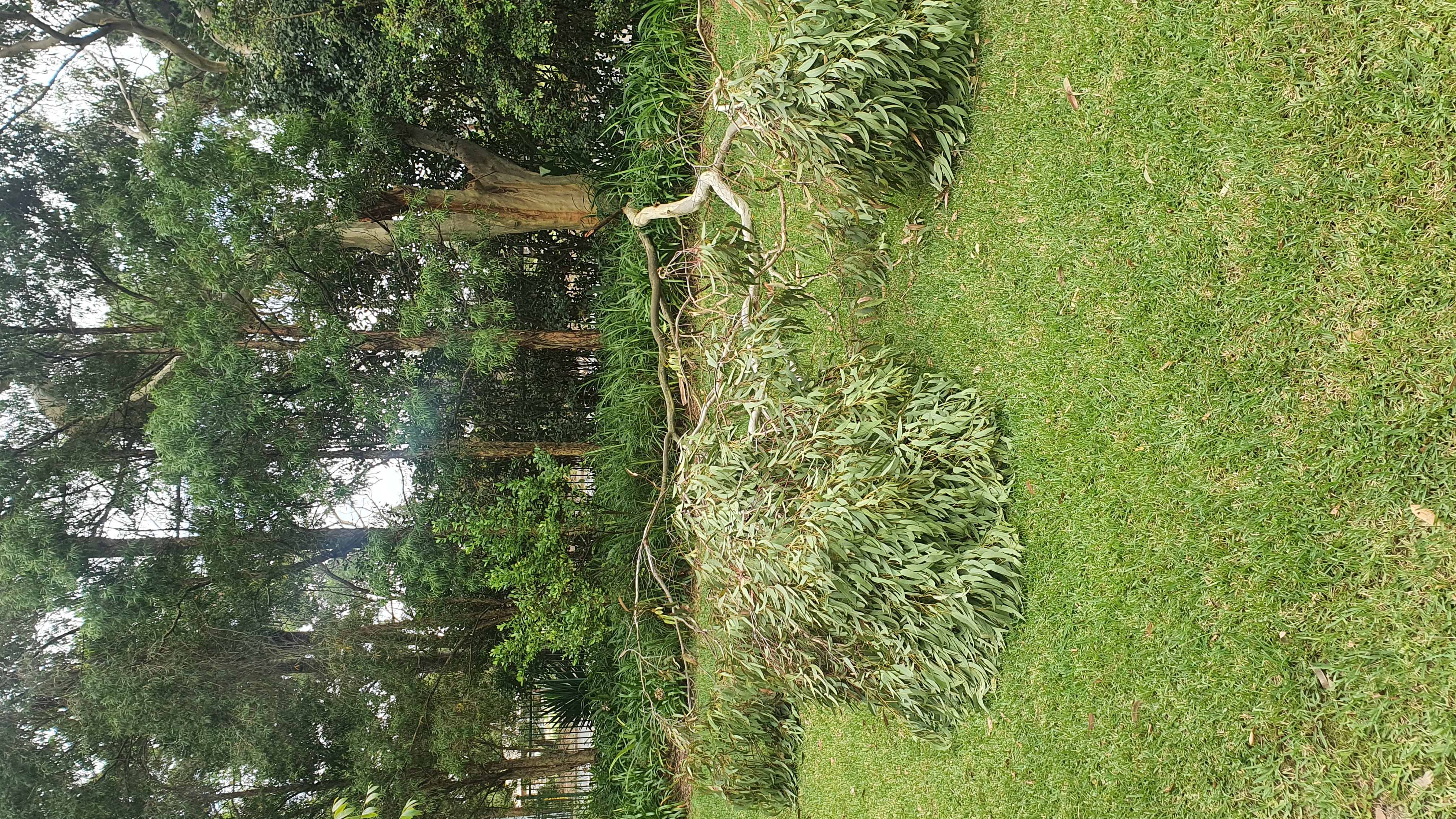 SP52948-fallen-large-tree-near-bus-stop-behind-Block-C-photo-8-21Mar2022.jpg