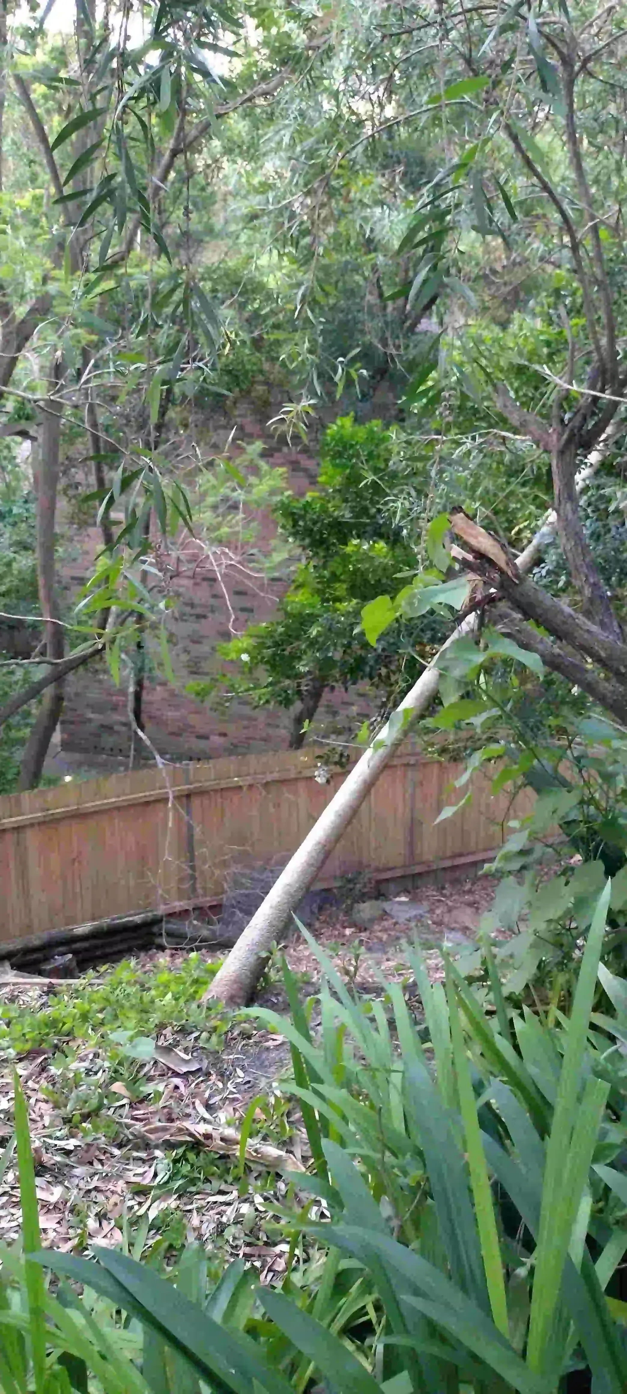 SP52948-fallen-tree-behind-townhouses-photo-3-23Nov2022.webp