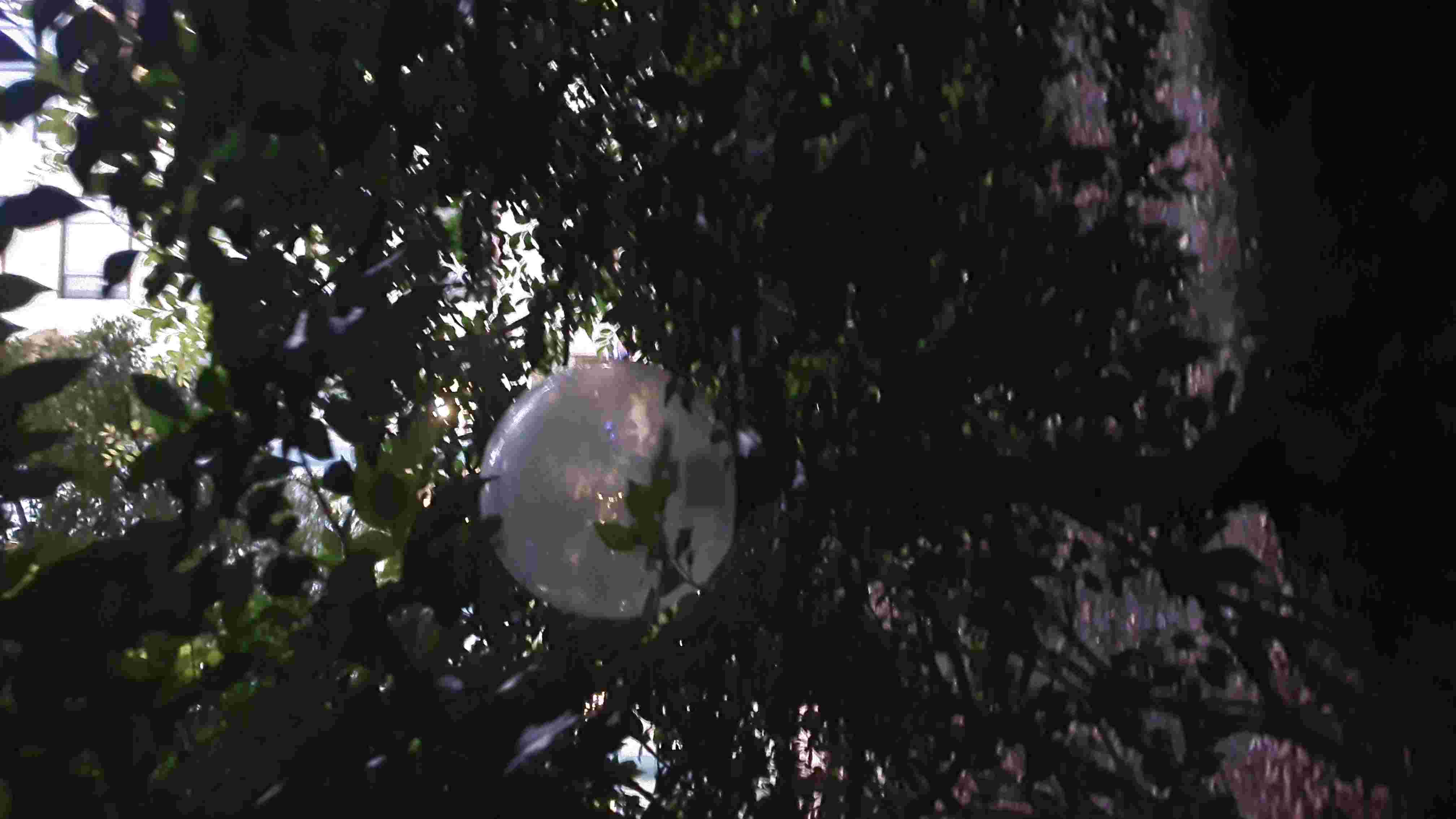 SP52948-faulty-light-in-garden-near-Block-C-photo-2-15Feb2022.jpg
