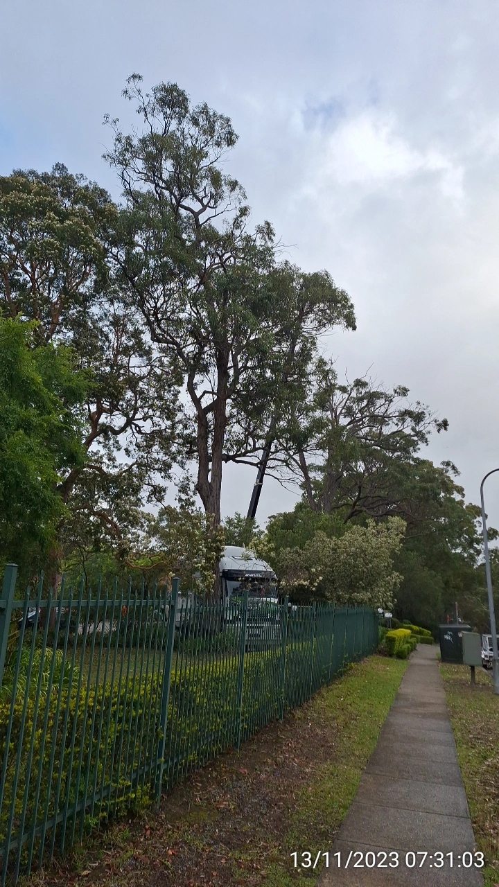 SP52948-large-gum-tree-removal-photo-1-13Nov2023.webp