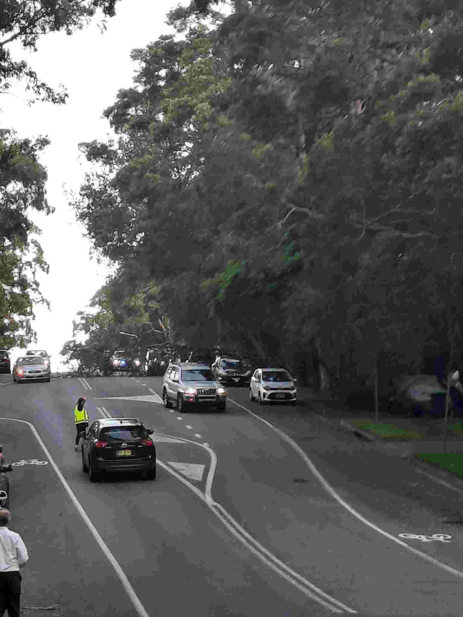 SP52948-large-tree-fallen-on-Fontenoy-Road-photo-20-9Mar2022.jpg