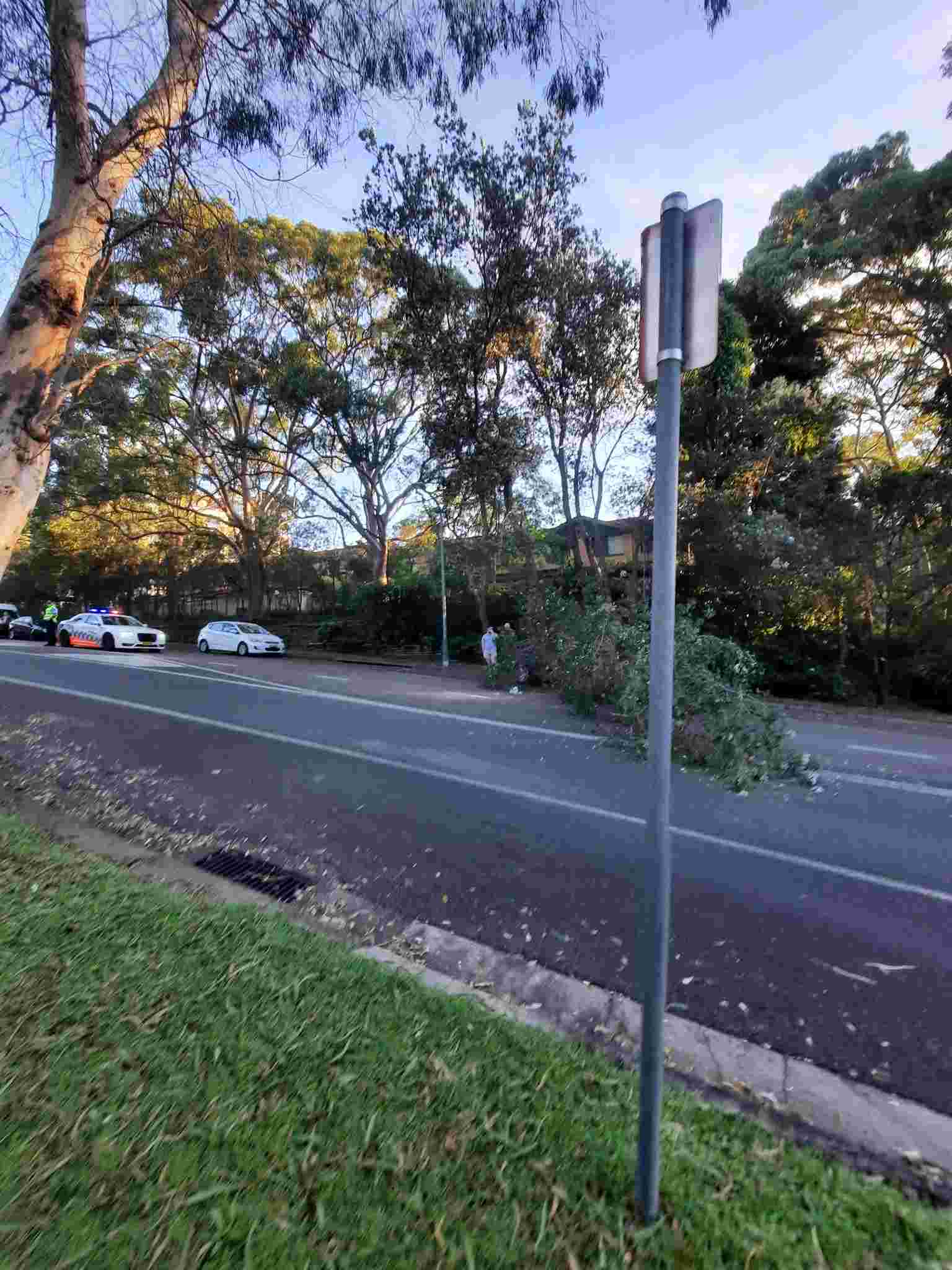 SP52948-large-tree-fallen-on-Fontenoy-Road-photo-22-9Mar2022.jpg