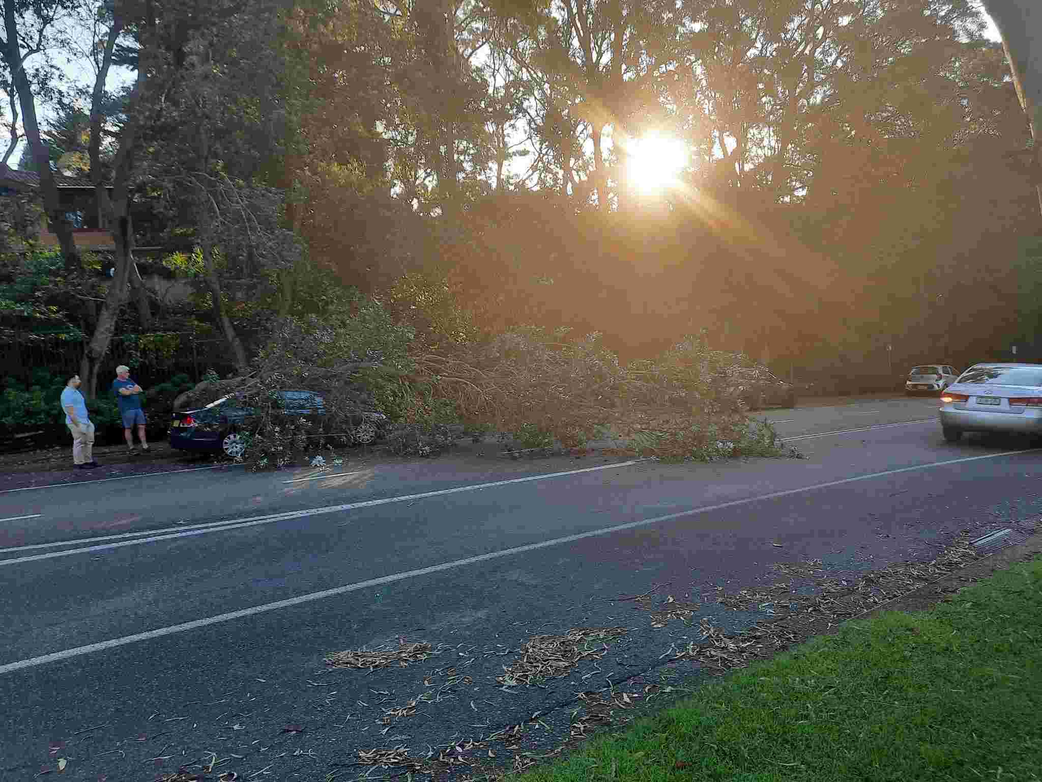 SP52948-large-tree-fallen-on-Fontenoy-Road-photo-25-9Mar2022.jpg