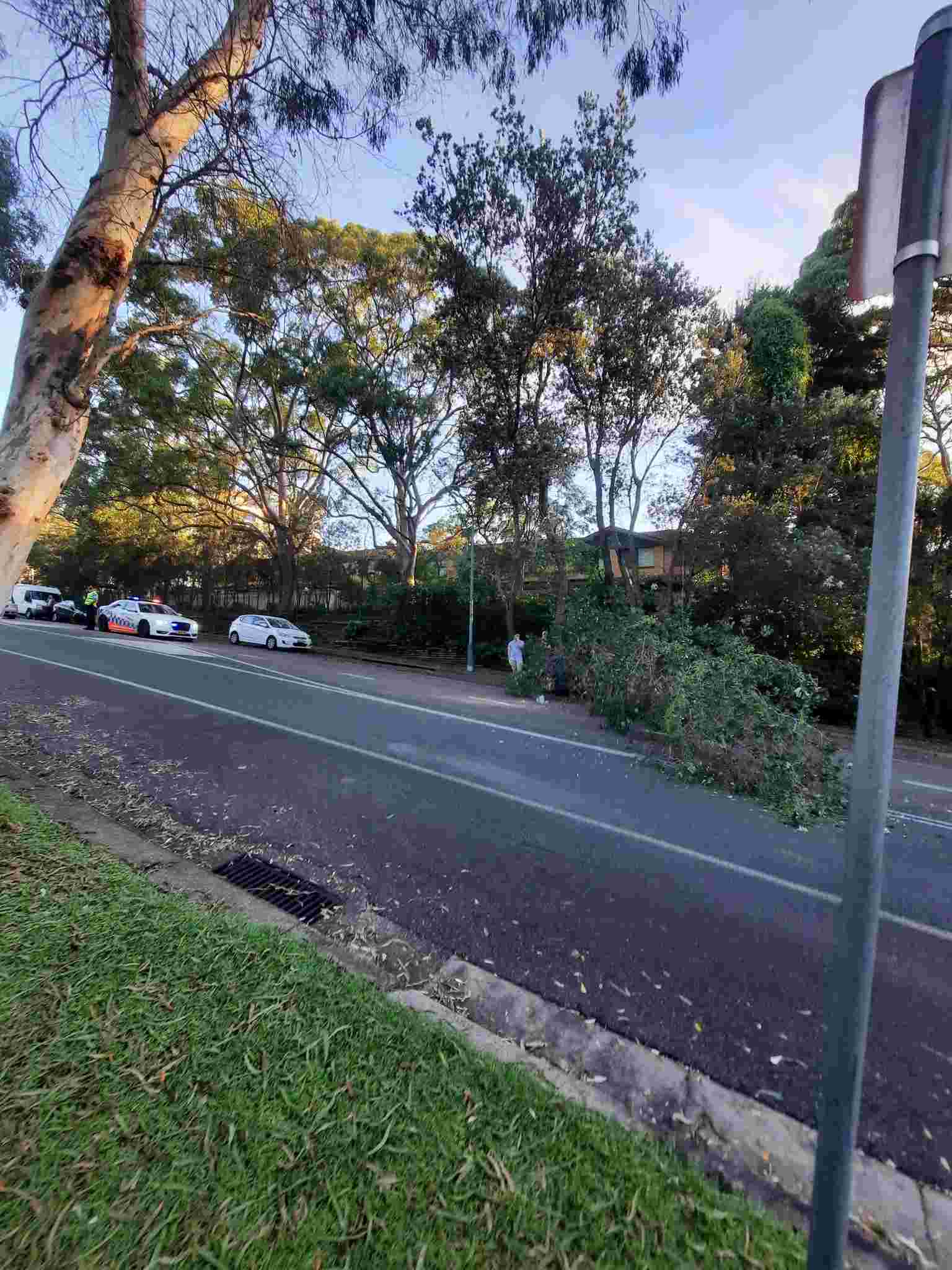 SP52948-large-tree-fallen-on-Fontenoy-Road-photo-26-9Mar2022.jpg