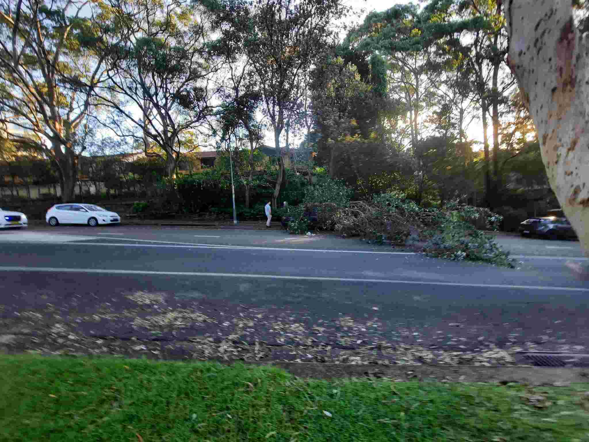 SP52948-large-tree-fallen-on-Fontenoy-Road-photo-27-9Mar2022.jpg