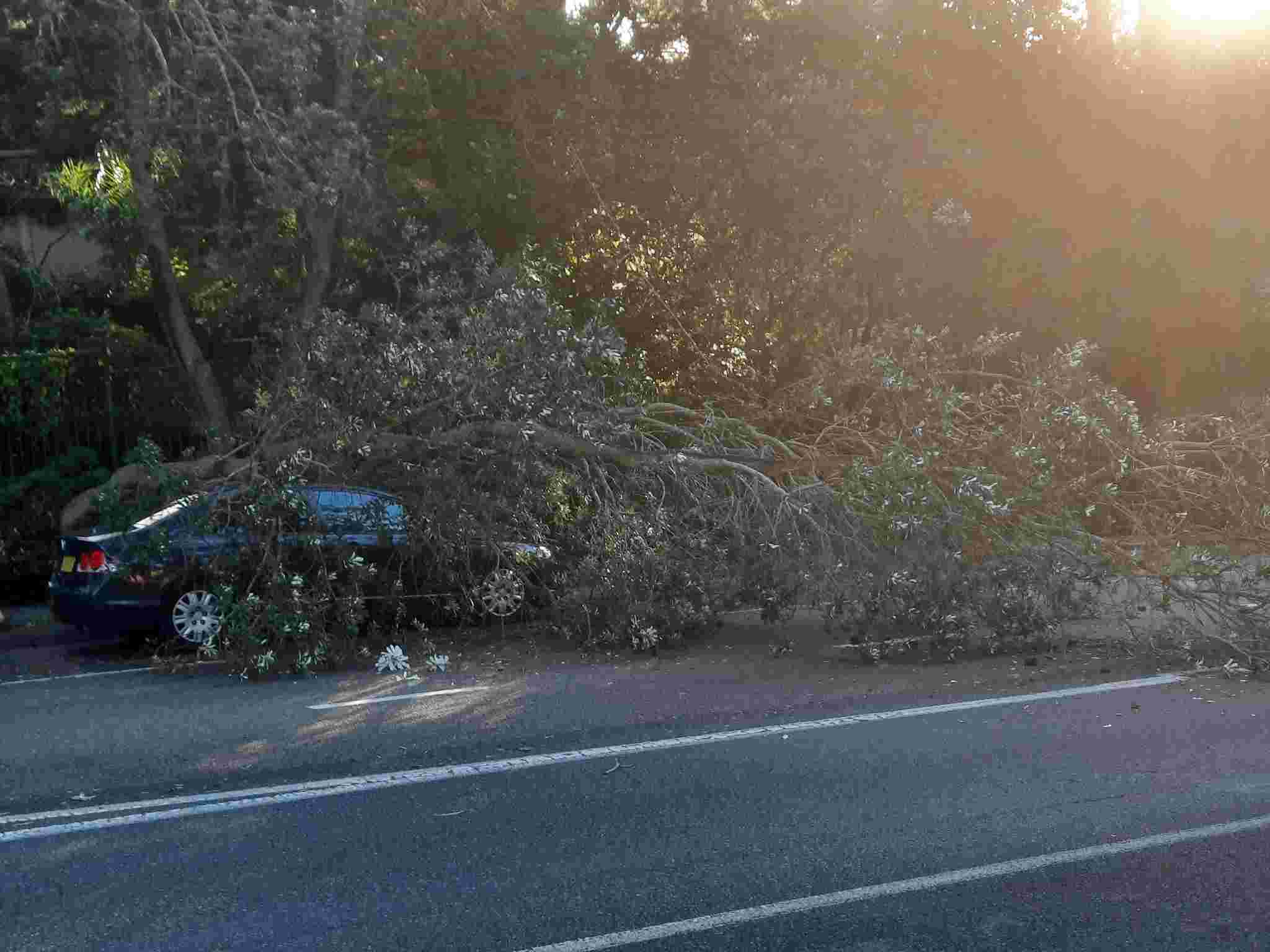 SP52948-large-tree-fallen-on-Fontenoy-Road-photo-29-9Mar2022.jpg