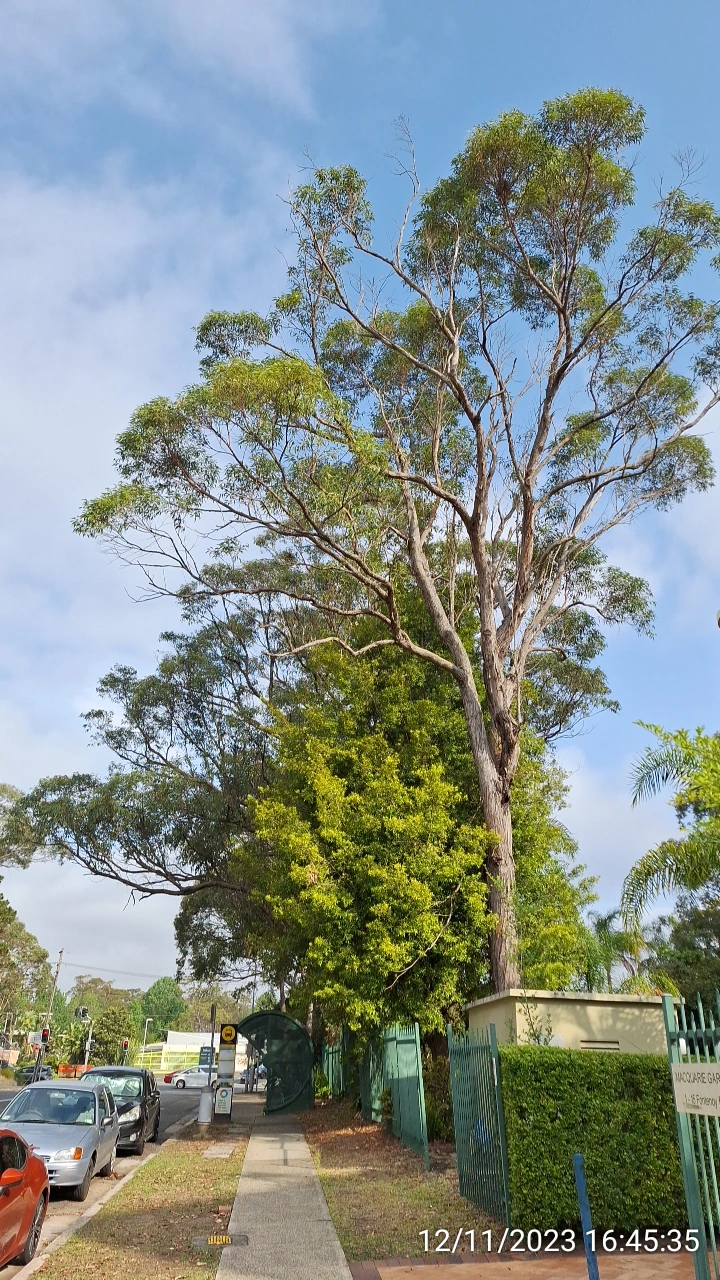 SP52948-large-trees-overdue-for-trimming-front-of-complex-photo-9-12Nov2023.webp