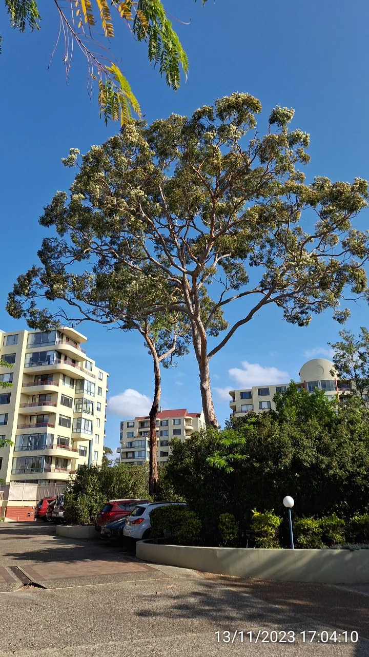 SP52948-large-trees-overdue-for-trimming-front-of-townhouses-photo-2-13Nov2023.webp