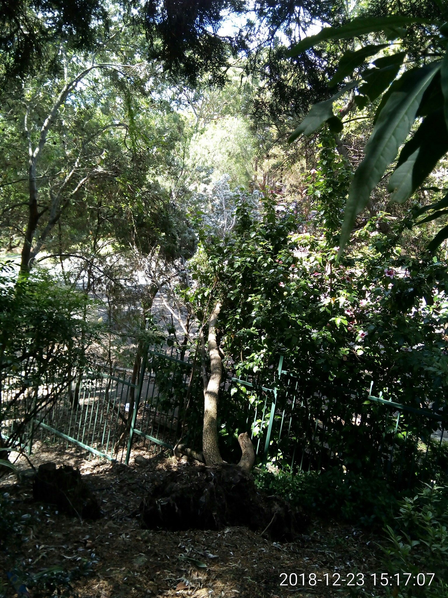 SP52948-neglected-damage-to-fence-due-to-uprooted-tree-that-might-cause-damage-to-property-outside-complex-photo-7-23Dec2018.jpg