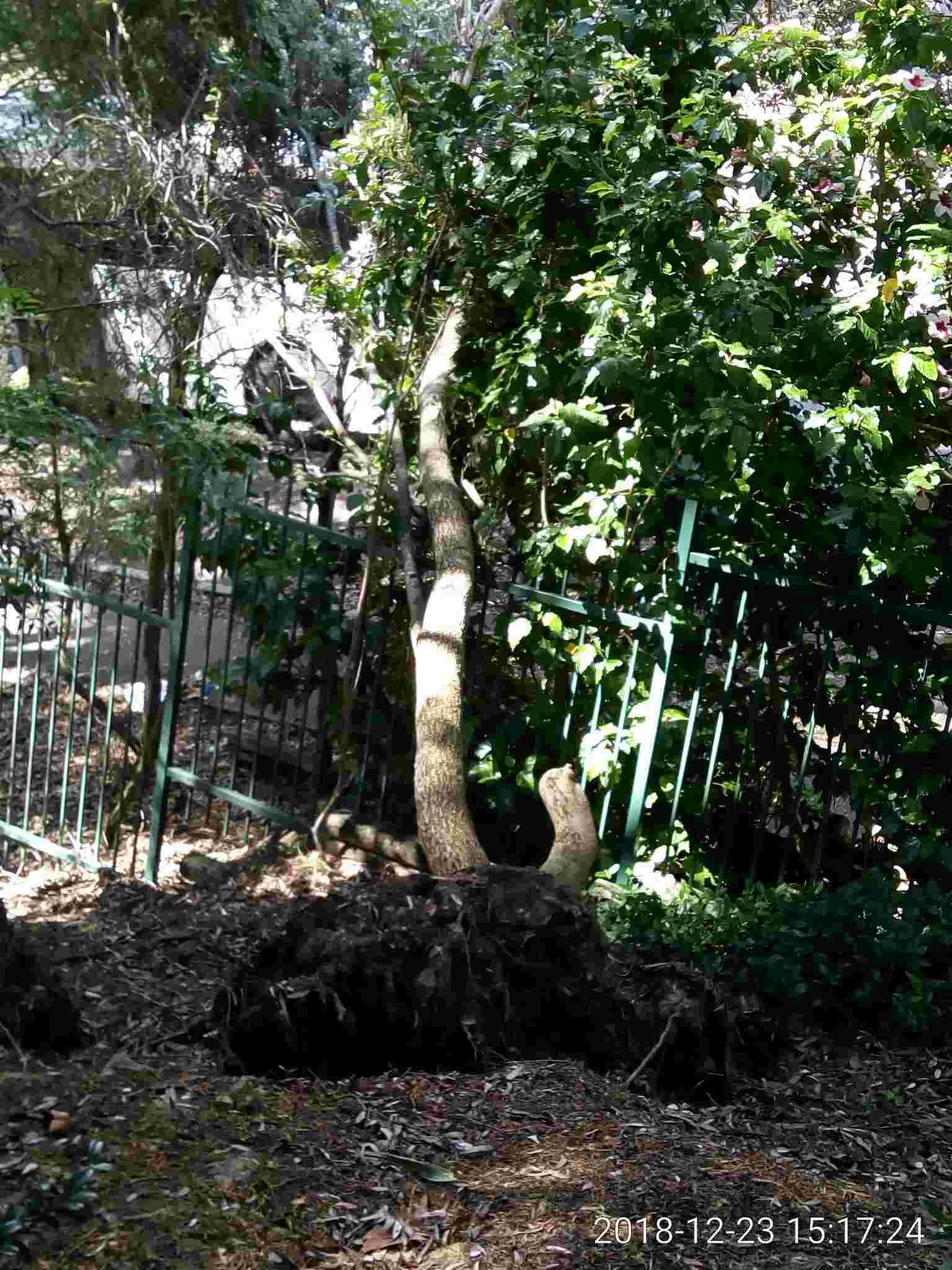 SP52948-neglected-damage-to-fence-due-to-uprooted-tree-that-might-cause-damage-to-property-outside-complex-photo-8-23Dec2018.jpg
