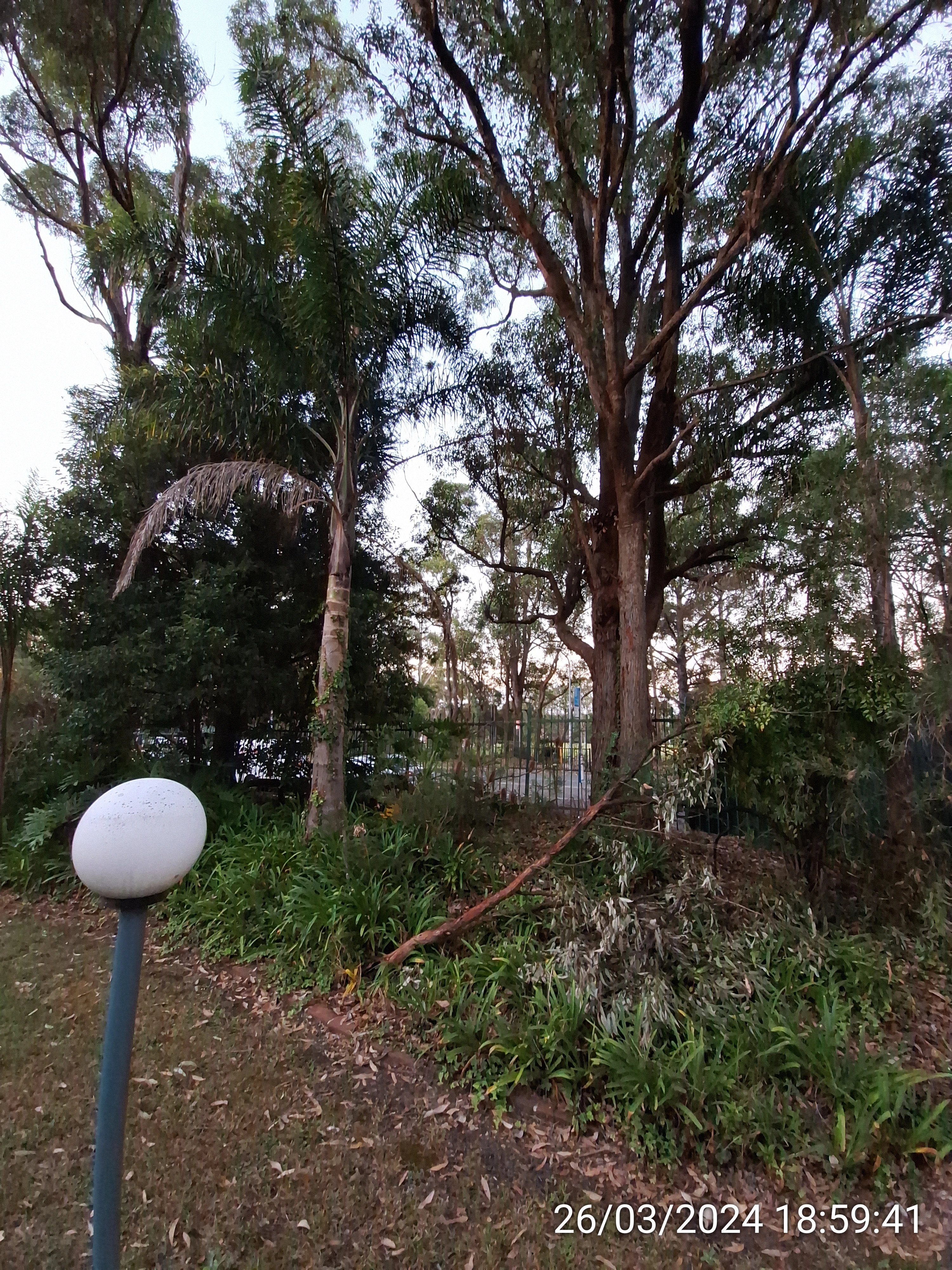 SP52948-Block-C-backyard-fallen-large-branch-photo-1-26Mar2024.webp