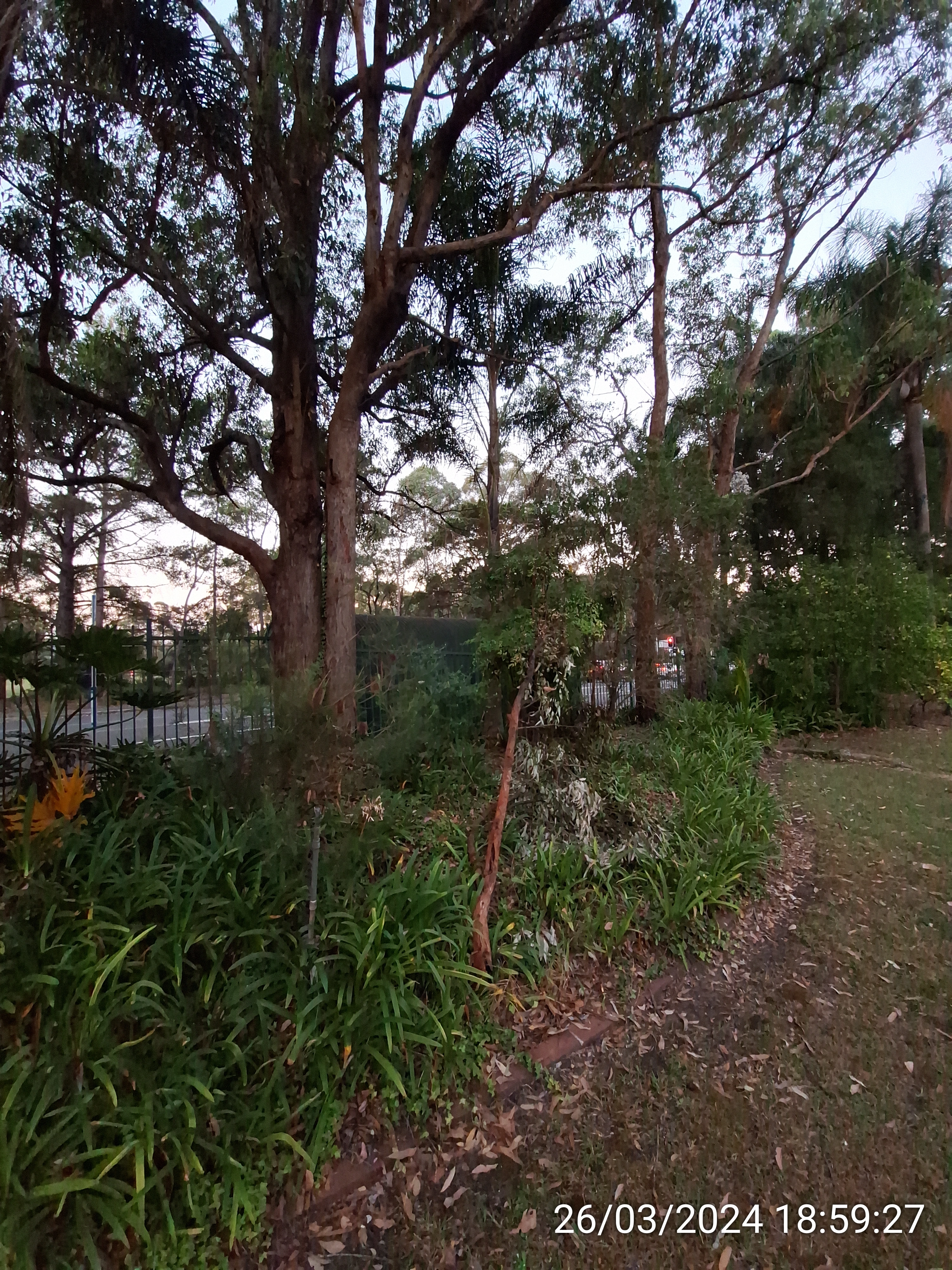 SP52948-Block-C-backyard-fallen-large-branch-photo-2-26Mar2024.webp