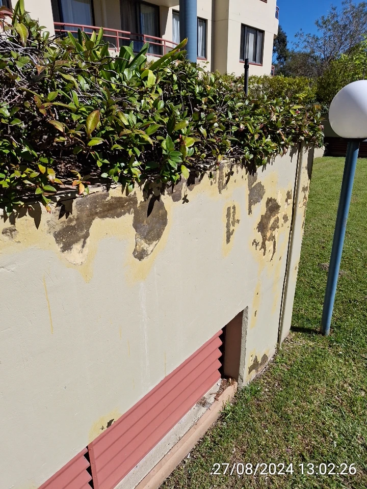 SP52948-Block-D-neglected-garden-bed-wall-photo-3-27Aug2024