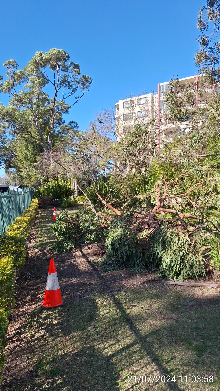 SP52948-fallen-large-tree-branches-near-Fontenoy-Road-and-public-carpark-photo-1-21Jul2024