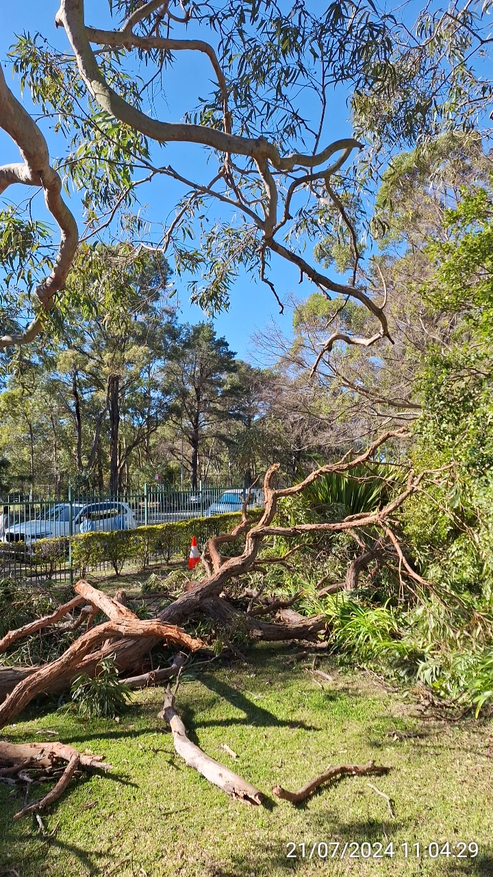 SP52948-fallen-large-tree-branches-near-Fontenoy-Road-and-public-carpark-photo-2-21Jul2024