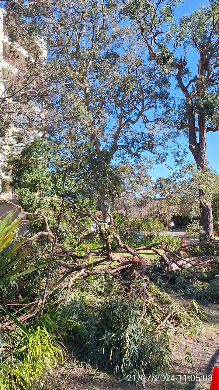 SP52948-fallen-large-tree-branches-near-Fontenoy-Road-and-public-carpark-photo-4-21Jul2024