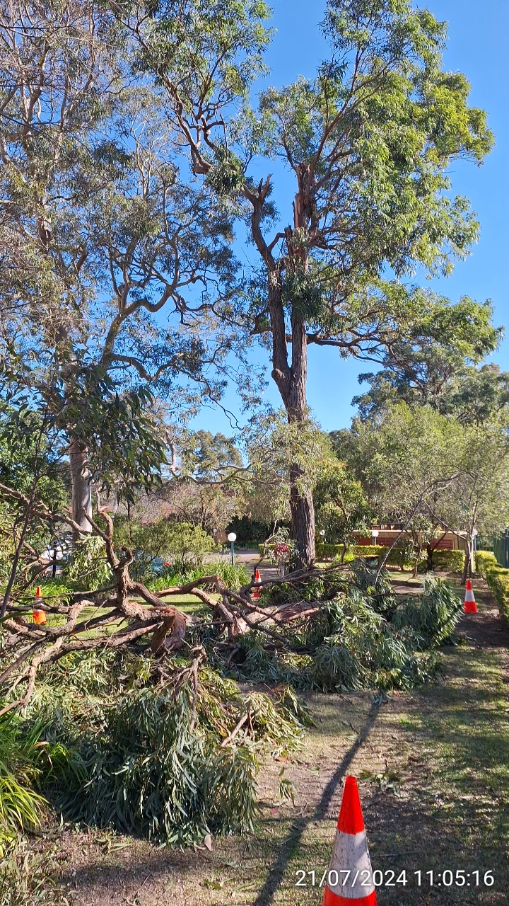 SP52948-fallen-large-tree-branches-near-Fontenoy-Road-and-public-carpark-photo-5-21Jul2024