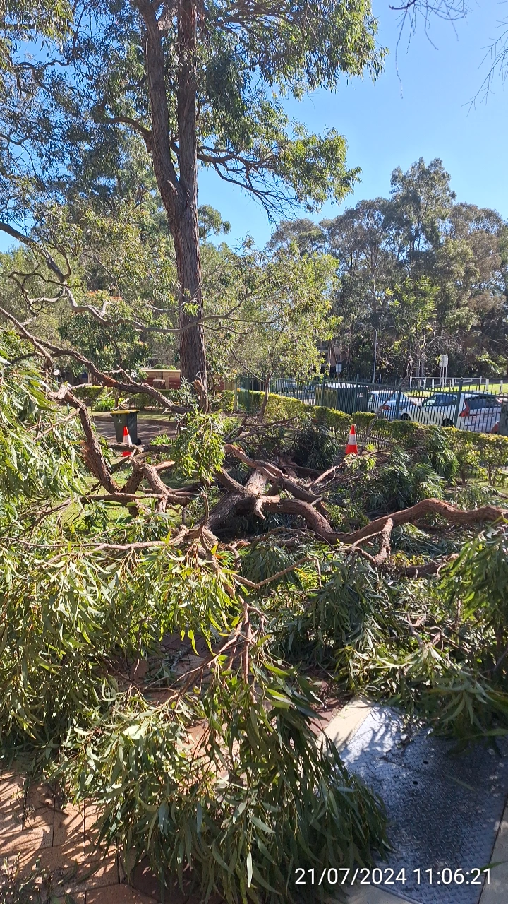 SP52948-fallen-large-tree-branches-near-Fontenoy-Road-and-public-carpark-photo-6-21Jul2024
