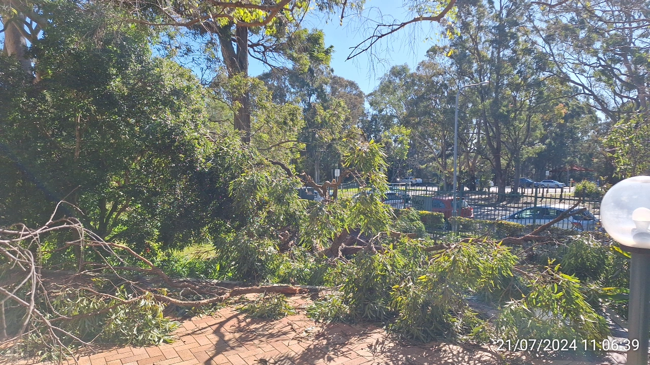 SP52948-fallen-large-tree-branches-near-Fontenoy-Road-and-public-carpark-photo-7-21Jul2024