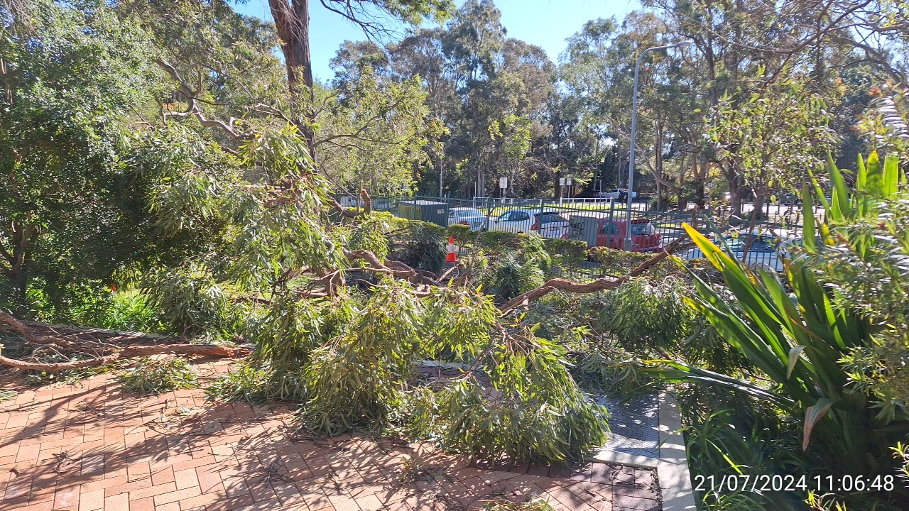 SP52948-fallen-large-tree-branches-near-Fontenoy-Road-and-public-carpark-photo-8-21Jul2024
