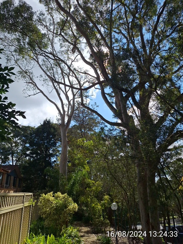 SP52948-overdue-tree-prunning-waiting-for-disaster-photo-1-16Aug2024