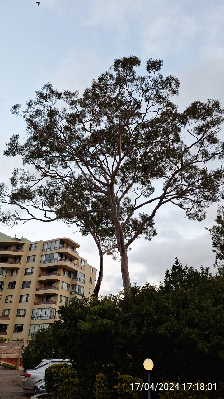 SP52948-overdue-tree-prunning-waiting-for-disaster-photo-8-17Apr2024.webp