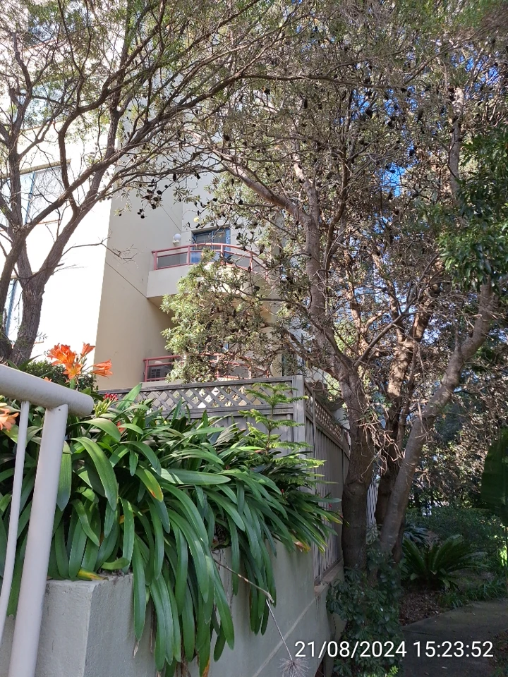SP52948-overgrown-tree-leaning-into-private-property-in-Block-D-21Aug2024