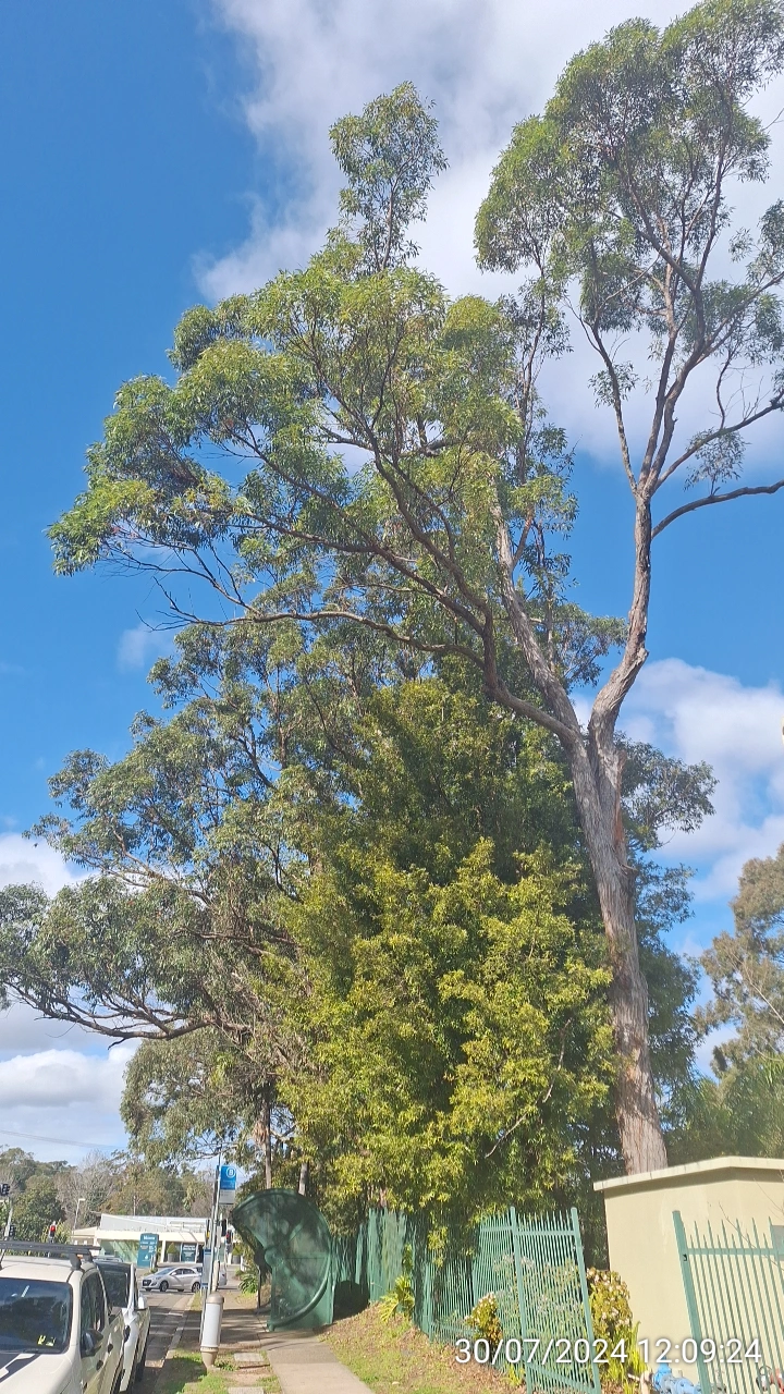 SP52948-risks-of-unmaintained-trees-photo-1-30Jul2024
