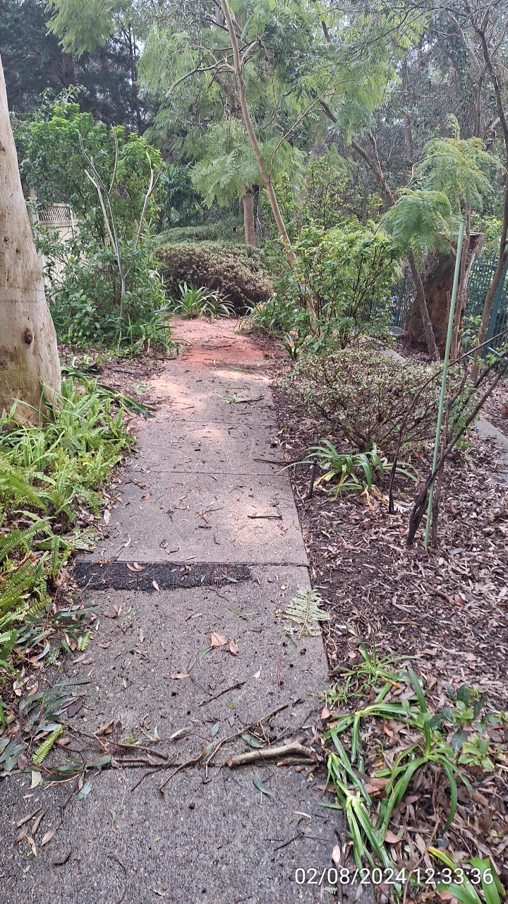 SP52948-small-tree-cut-but-dangerous-ones-not-photo-4-2Aug2024
