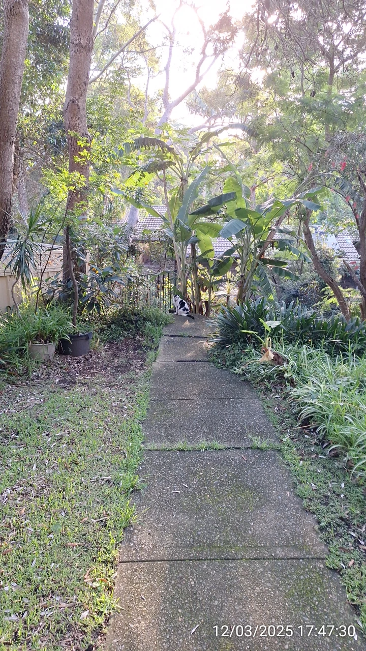 SP52948-roaming-cat-behind-townhouses-12Mar2025