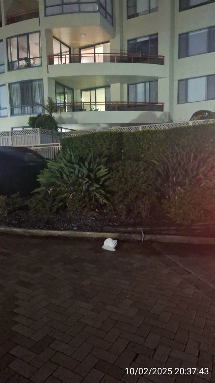 SP52948-roaming-cat-without-ownership-10Feb2025.webp