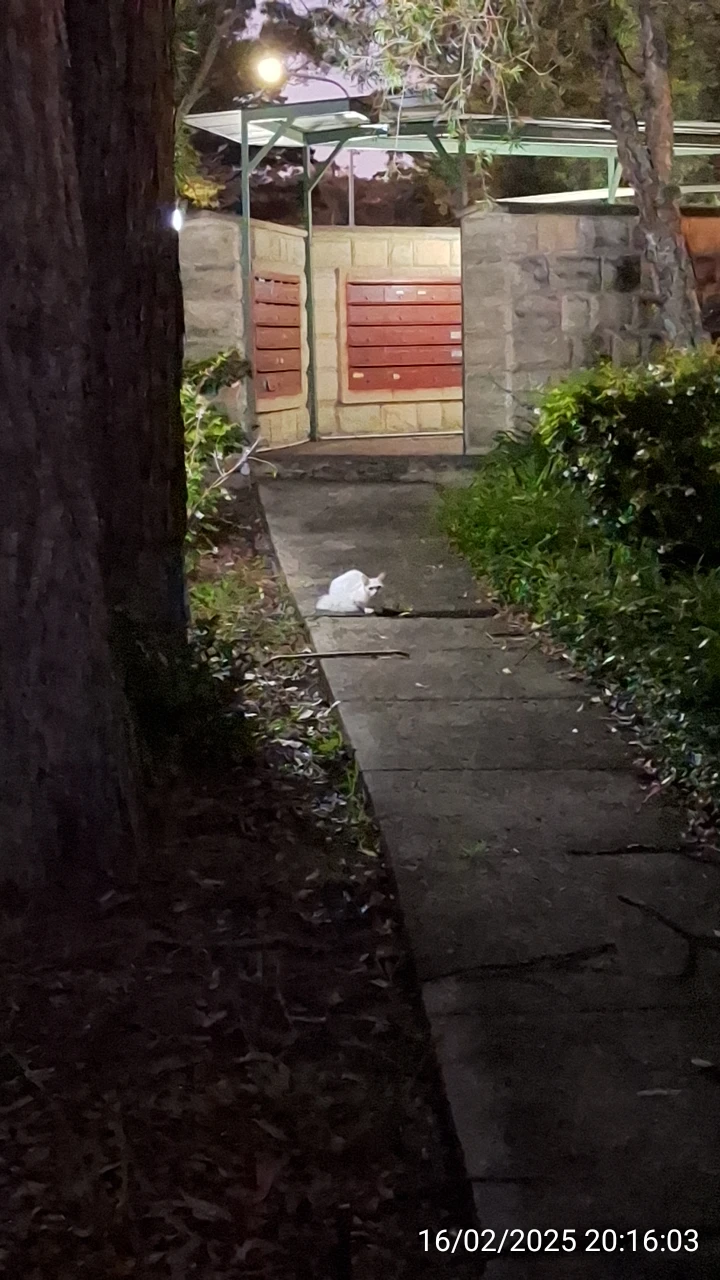 SP52948-roaming-cat-without-ownership-16Feb2025.webp