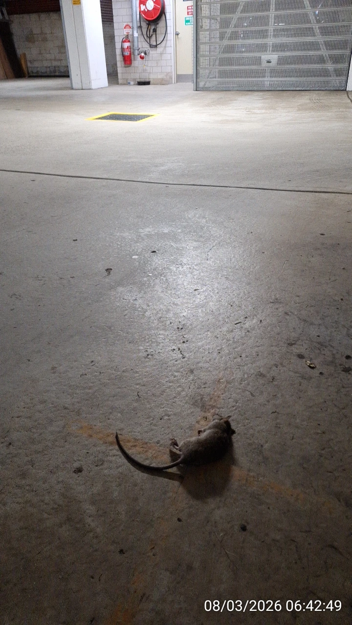 SP52948-Block-A-basement-dead-rat-not-cleaned-up-for-two-days-from-common-property-8Mar2026