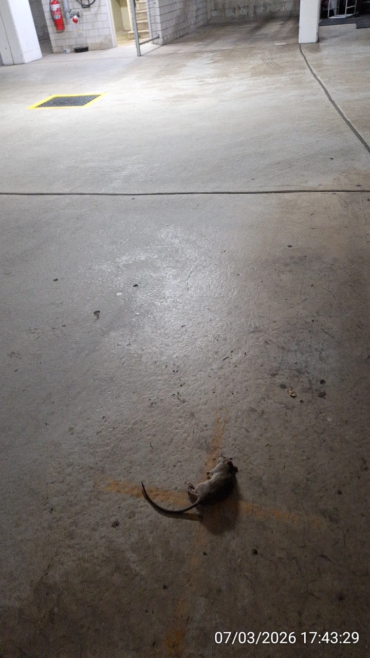 SP52948-Block-A-basement-dead-rat-not-cleaned-up-from-common-property-7Mar2026
