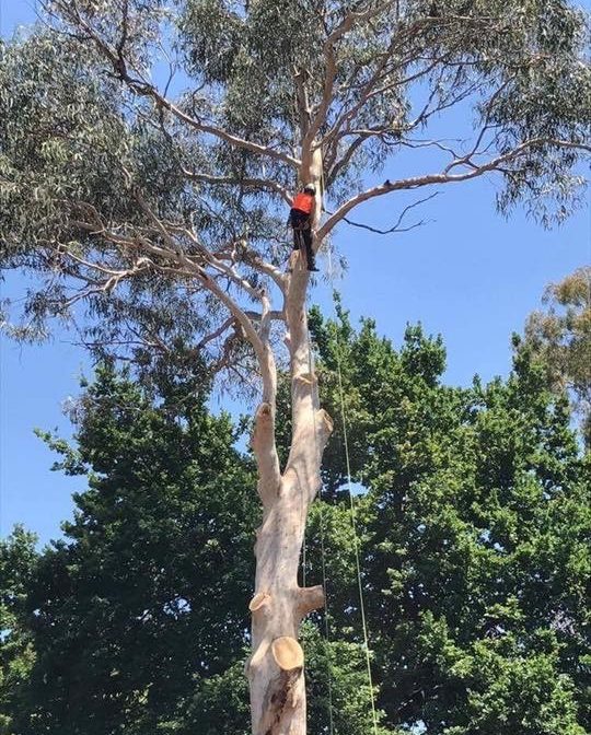 Sydney-large-tree-removal-without-crane-photo-1.jpg