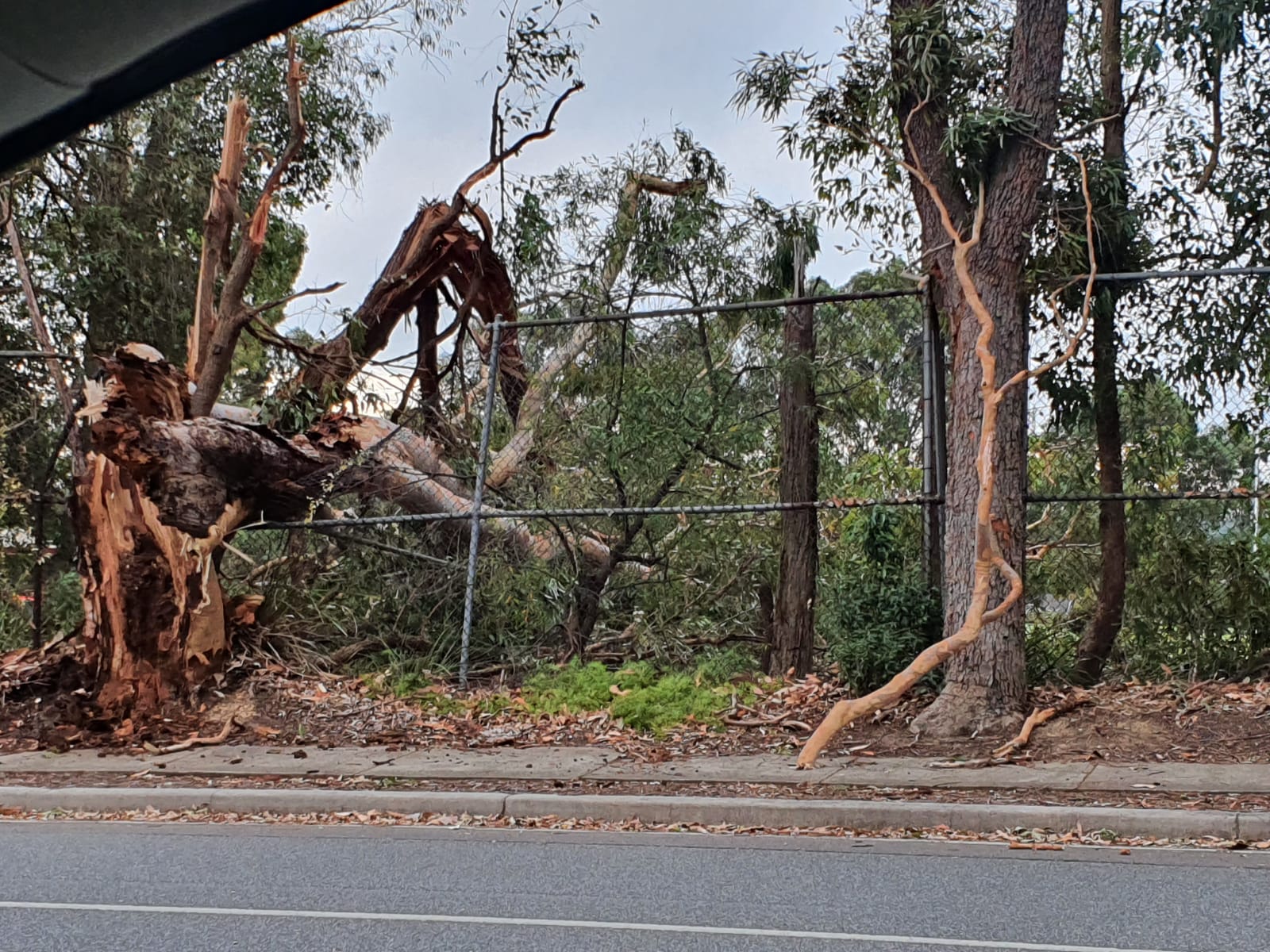 Tuckwell-Park-huge-tree-fell-in-storm-photo-1-30Nov2020.jpg