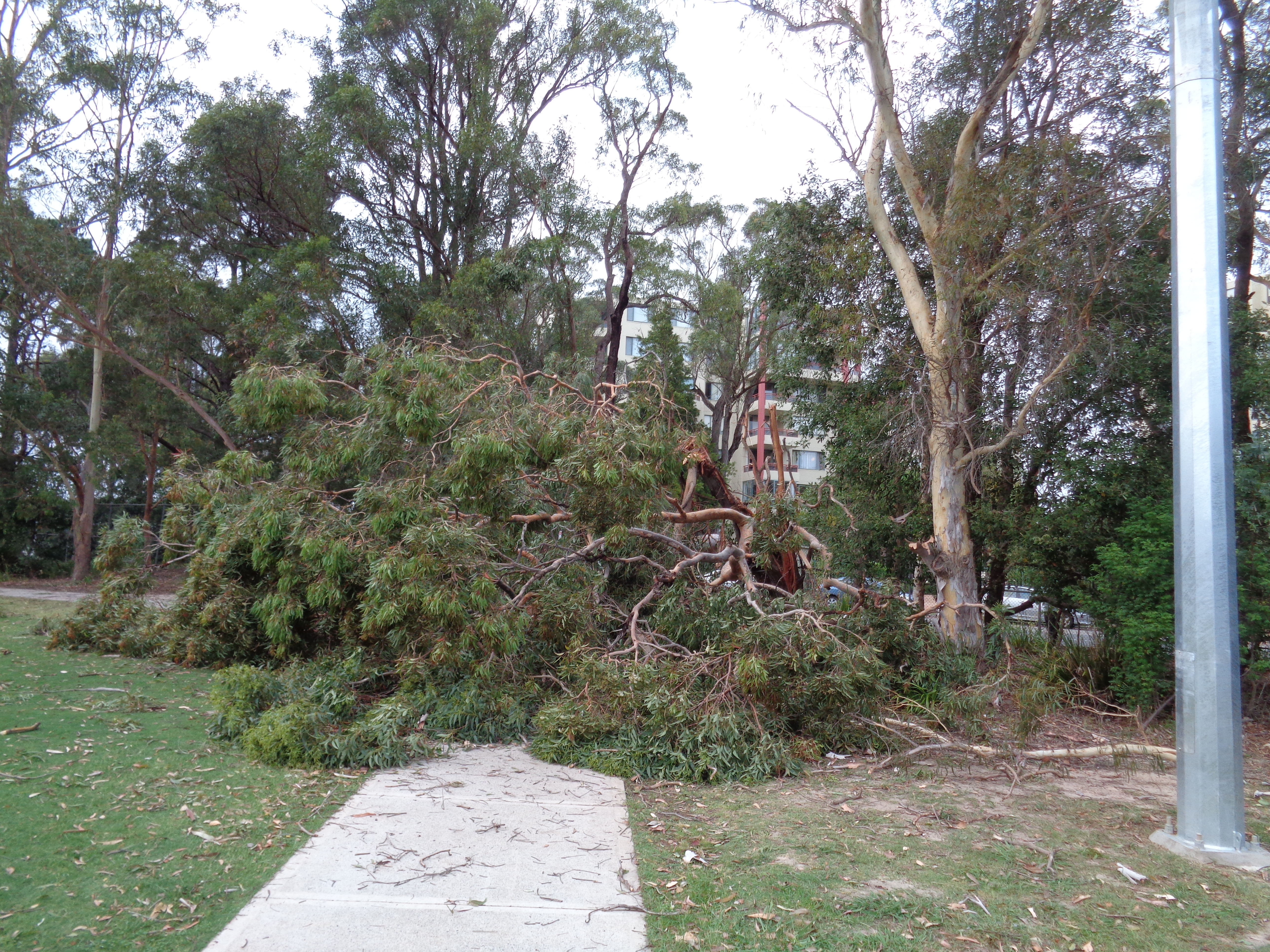 Tuckwell-Park-huge-tree-fell-in-storm-photo-16-30Nov2020.jpg