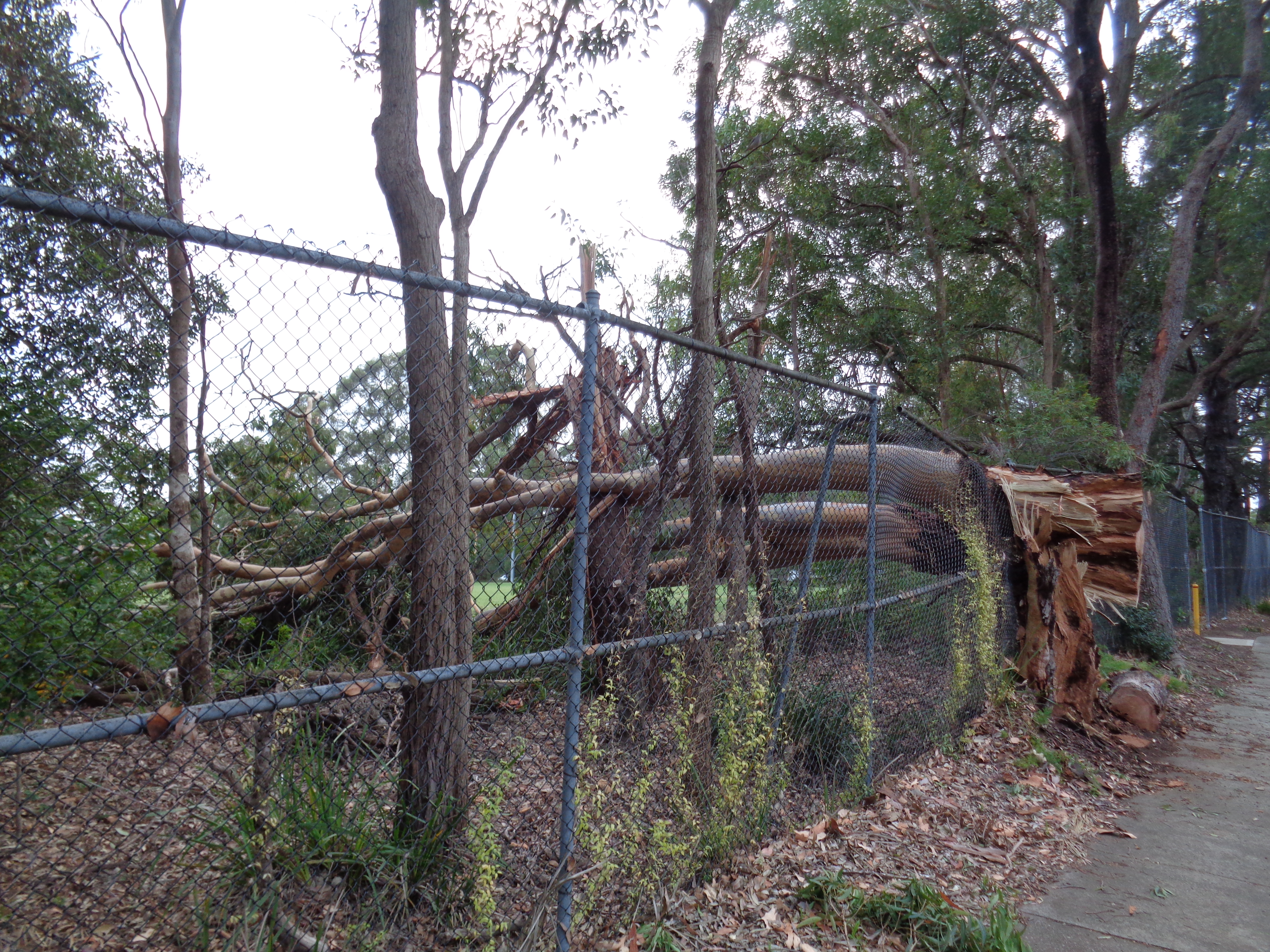 Tuckwell-Park-huge-tree-fell-in-storm-photo-7-30Nov2020.jpg