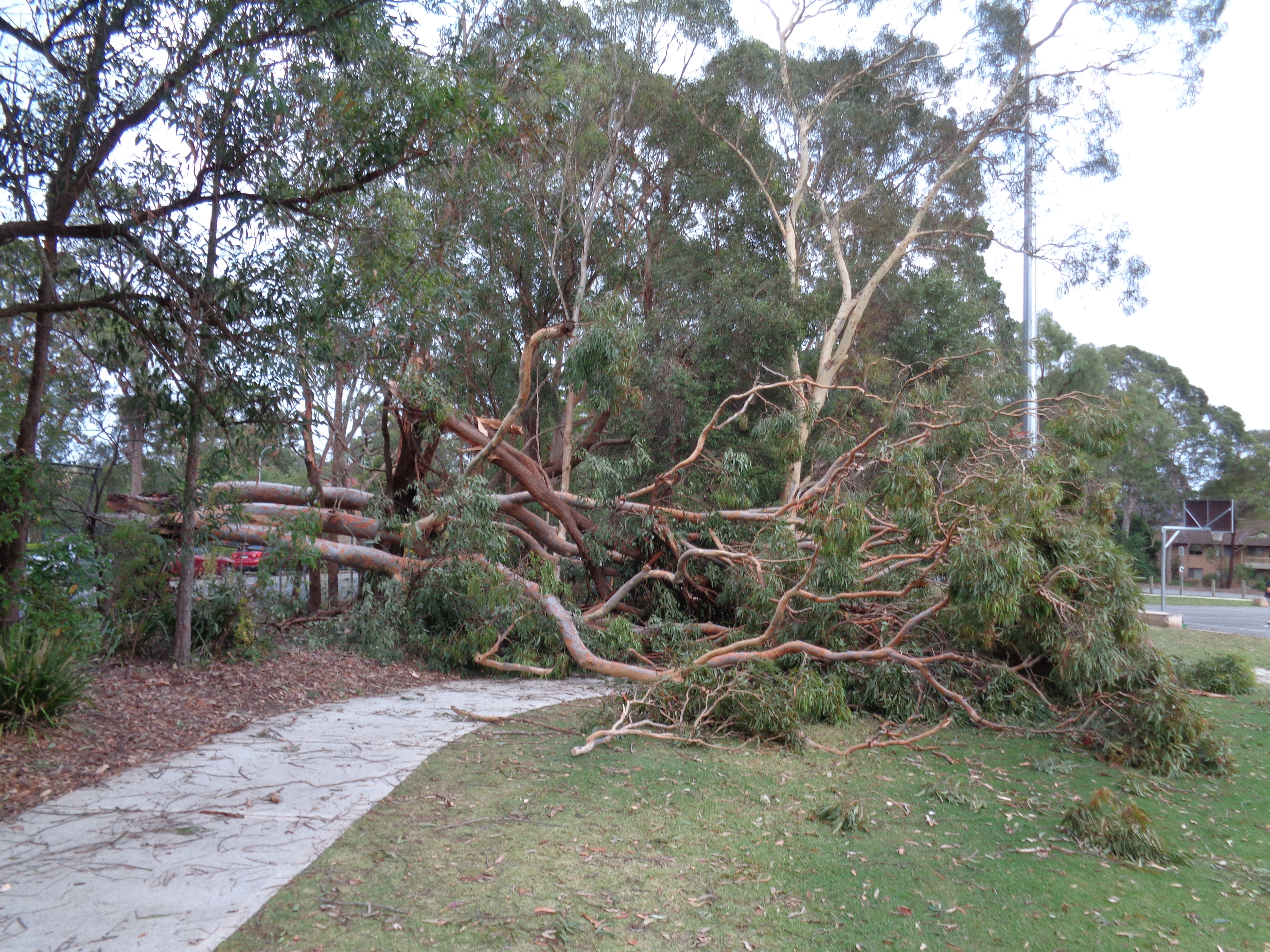 Tuckwell-Park-huge-tree-fell-in-storm-photo-9-30Nov2020.jpg