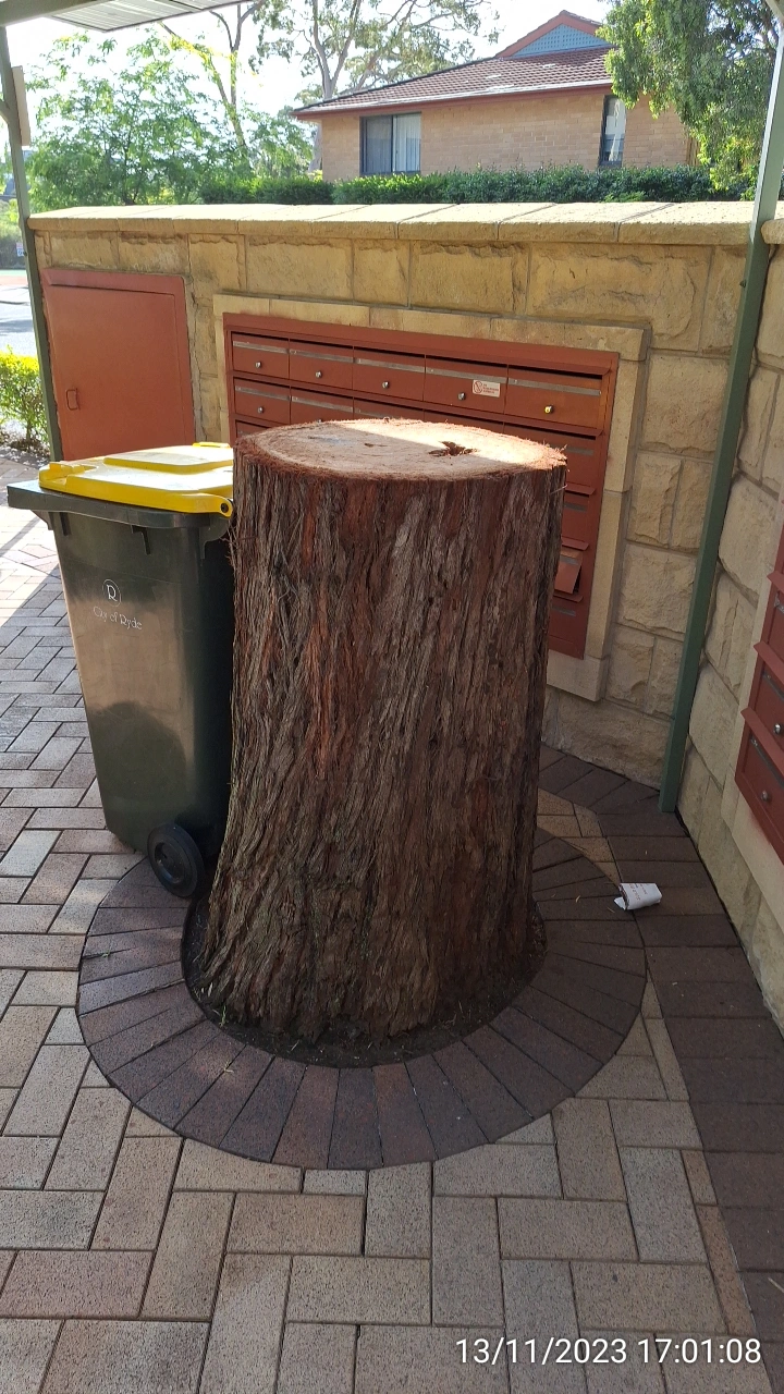 SP52948-large-gum-tree-removed-but-stump-not-cleared-photo-2-13Nov2023.webp