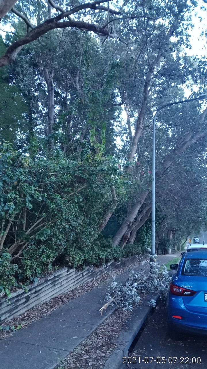 SP52948-large-tree-branch-fallen-on-Fontenoy-Road-photo-6-5Jul2021.jpg